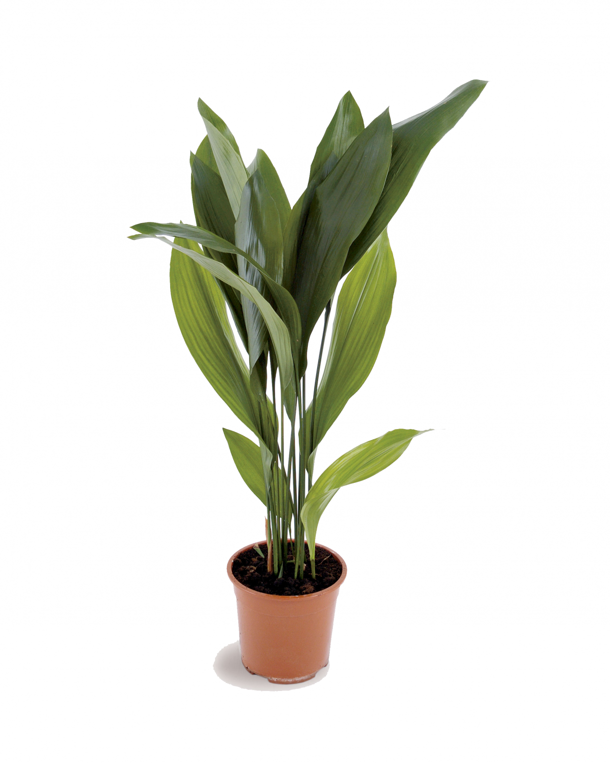 Aspidistra Elatior - Plant Vista