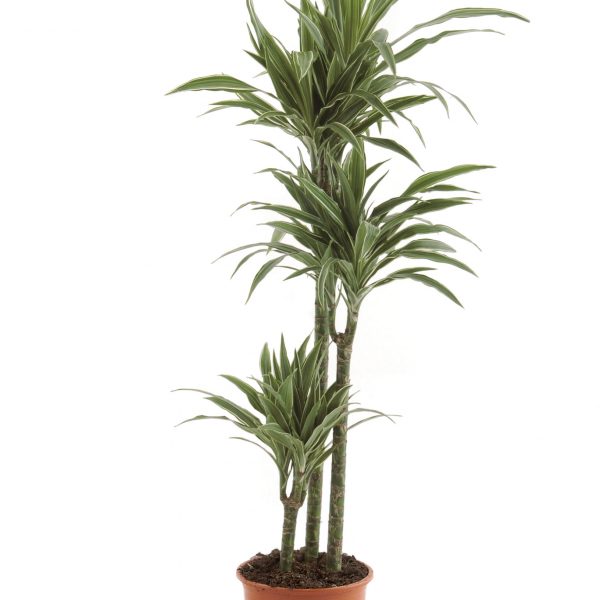 Dracaena Warneckii - Plant Vista