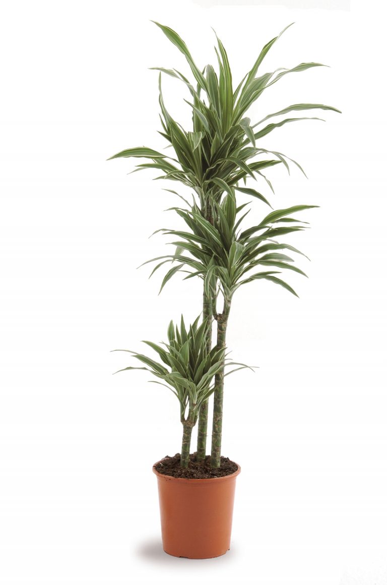 Dracaena Warneckii - Plant Vista