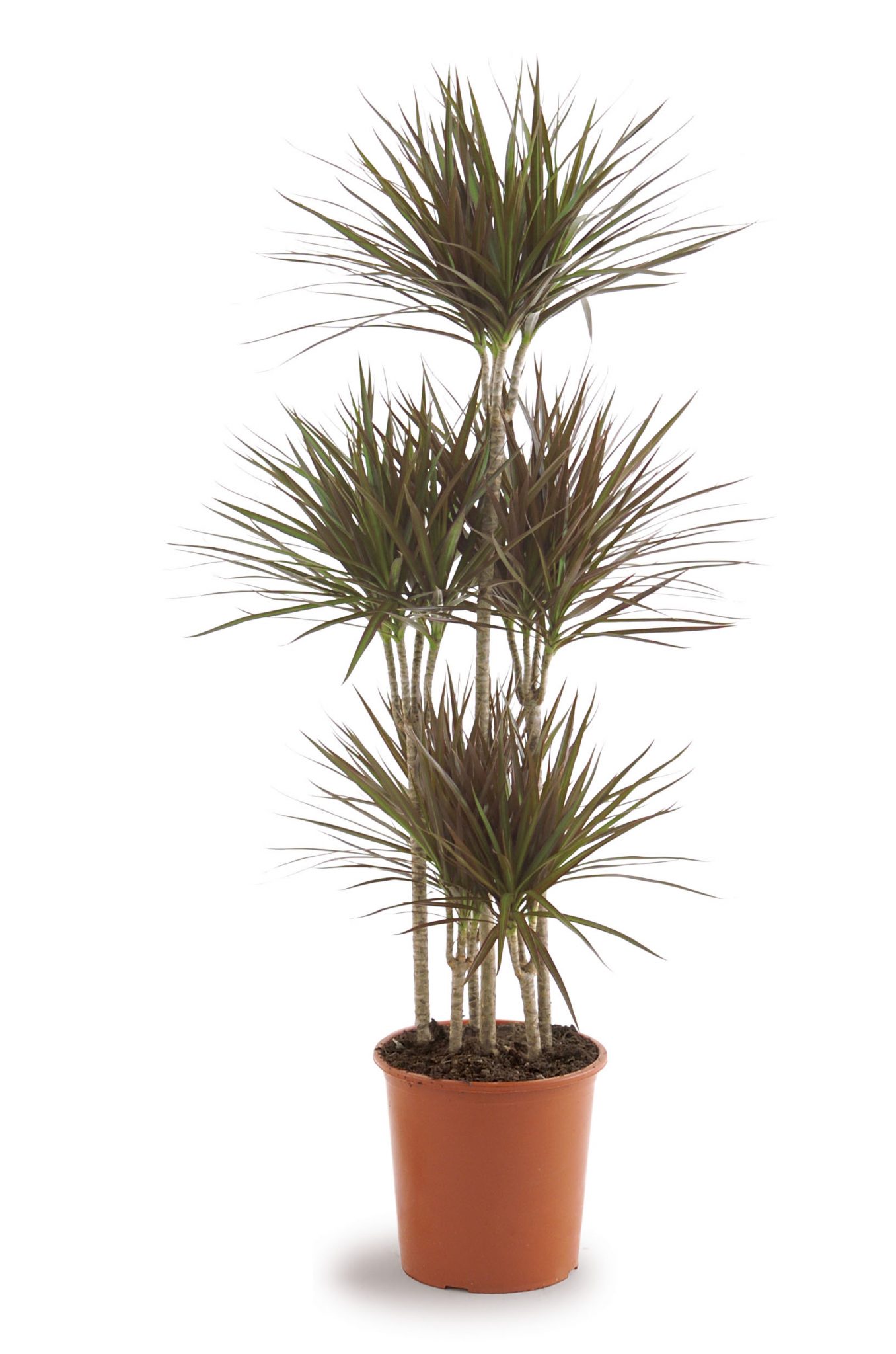 Dracaena Plant Vista