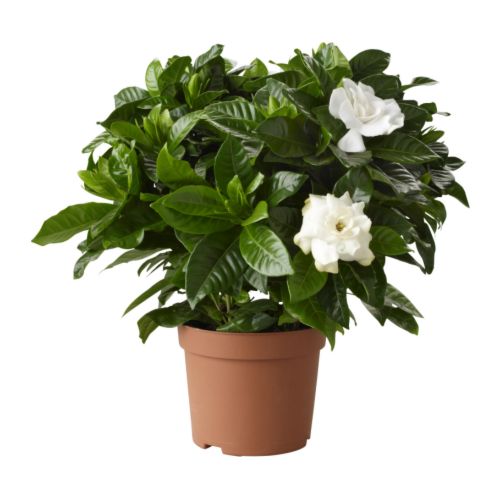 Gardenia Jasminoides – Plant Vista