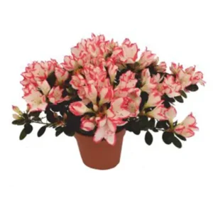 Azalea