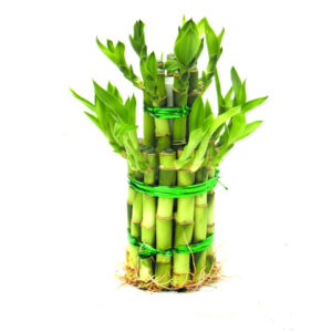 Lucky Bamboo Plants Indoor