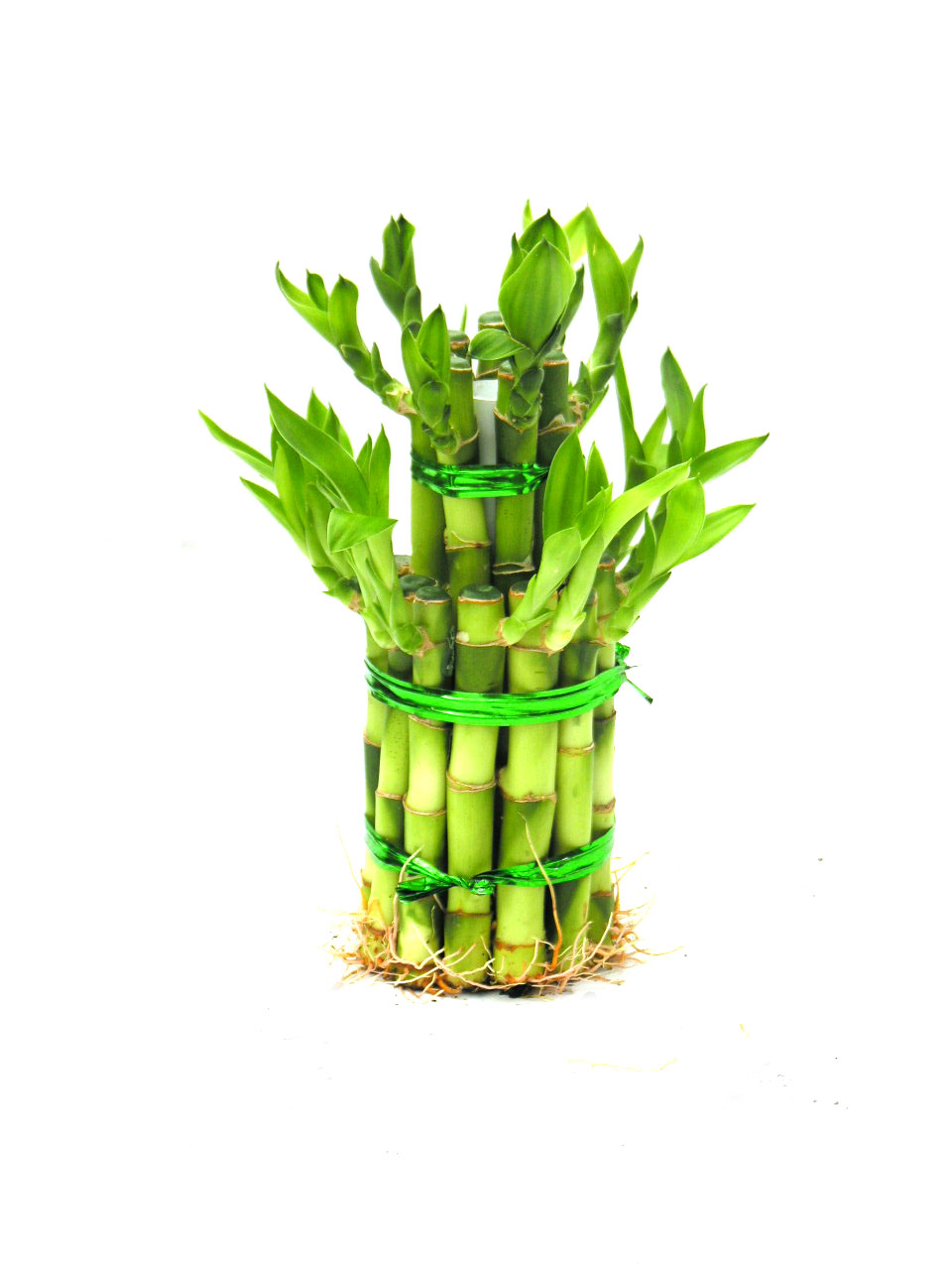 Lucky Bamboo Plants Indoor