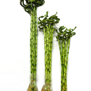 Curly Lucky Bamboo