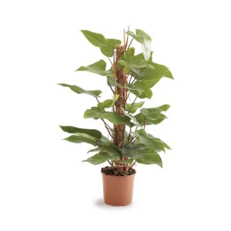 Philodendron Red Emrald
