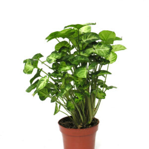 Syngonium