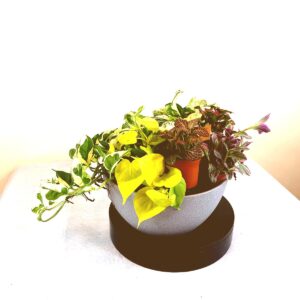 Tabletop Arrangements
