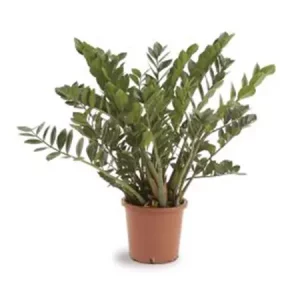 Zamioculcas Zamifolia Plant