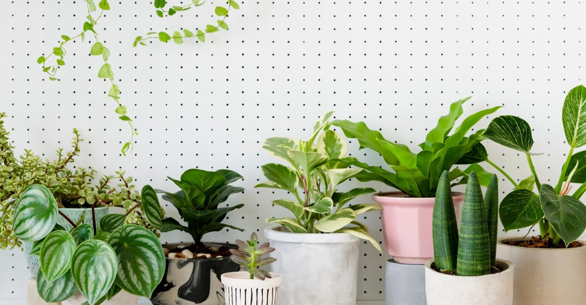 indoor plants online buy